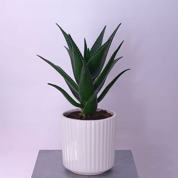 Aloe Glow