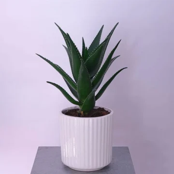 Aloe Glow