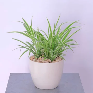 Chlorophytum Spiderette Plant