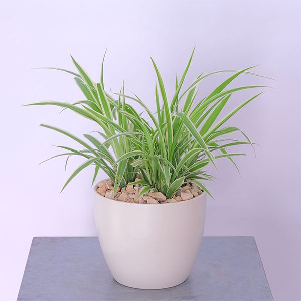 Chlorophytum Spiderette Plant