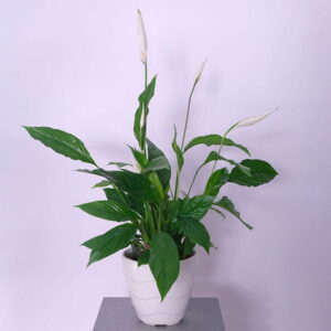 Peace Lily (Spathiphyllum)
