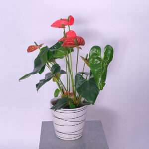 Anthurium Flamingo Flower