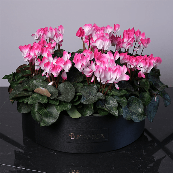 Mom's Garden Pink Cyclamen