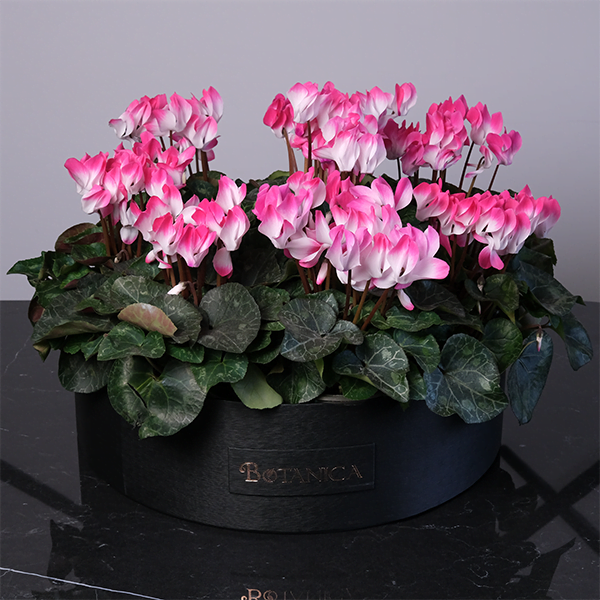 Mom's Garden Pink Cyclamen