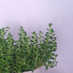 White stonecrop (sedum)