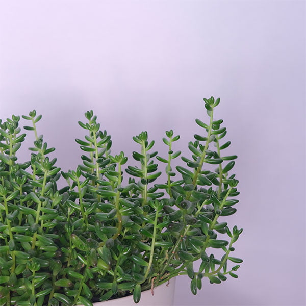 White stonecrop (sedum)