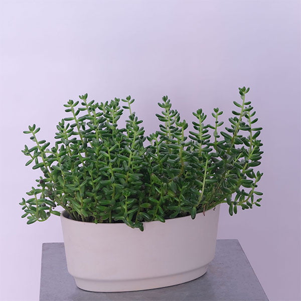 White stonecrop (sedum)