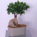 48.jpg Zen Bonsai