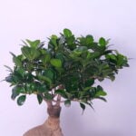 48-2.jpg Zen Bonsai