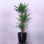 Yucca Beauty