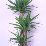 Yucca Beauty