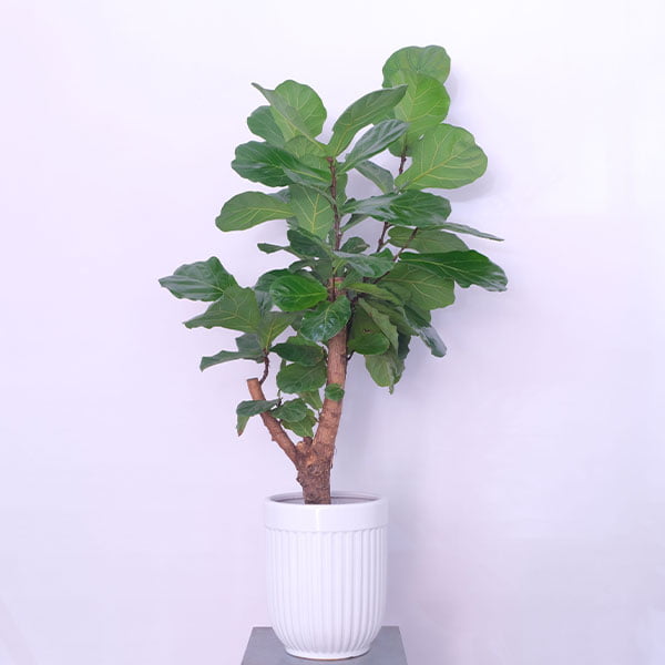 Lyrical Ficus