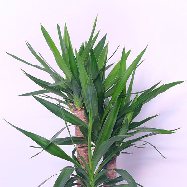 Sword Leaf Yucca