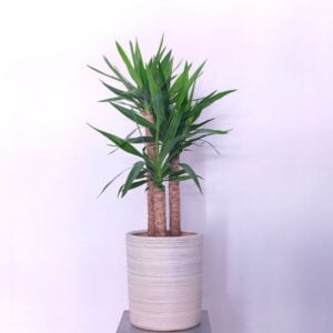Sword Leaf Yucca