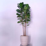 Fiddle-leaf fig (ficus lyrata)