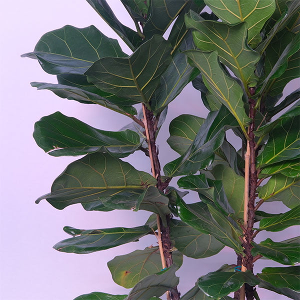Fiddle-leaf fig (ficus lyrata)