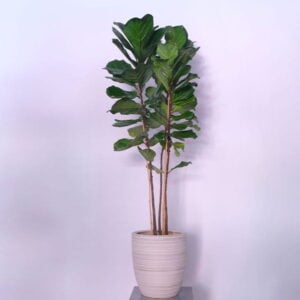 Fiddle-leaf fig (ficus lyrata)