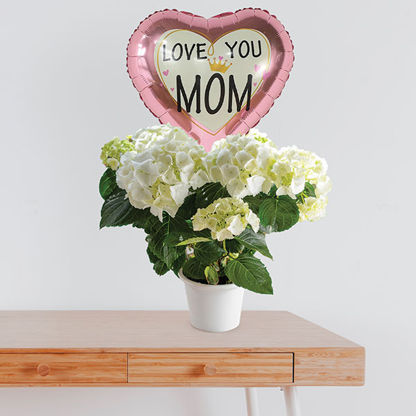 White Hortensia Bundle