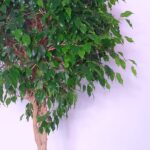 Weeping Fig (Ficus Benjamina)