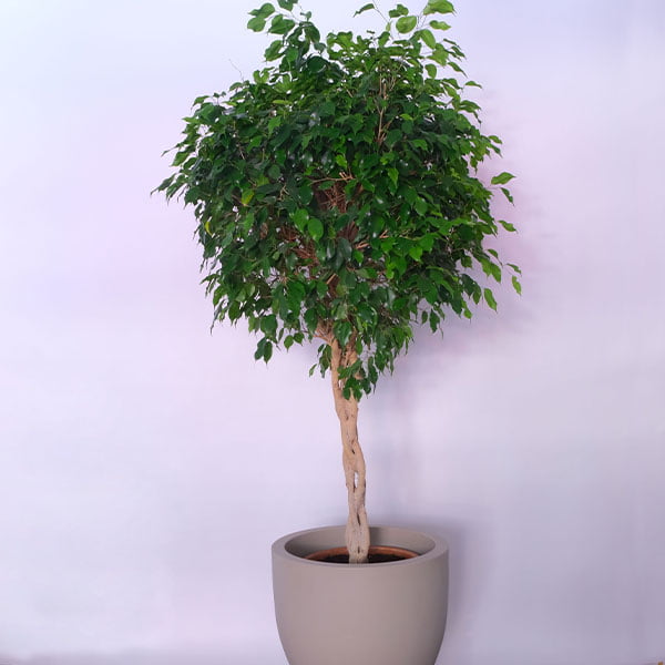 53.jpg Weeping Fig (Ficus Benjamina)