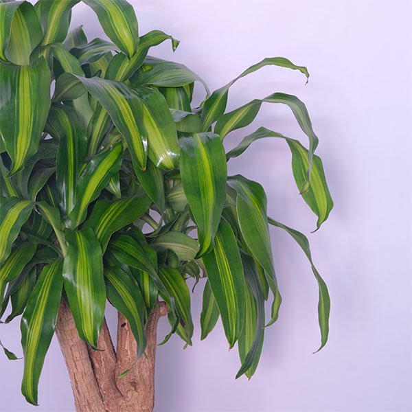 Dracaena Fragrans Corn Plant