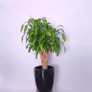 Dracaena Fragrans Corn Plant