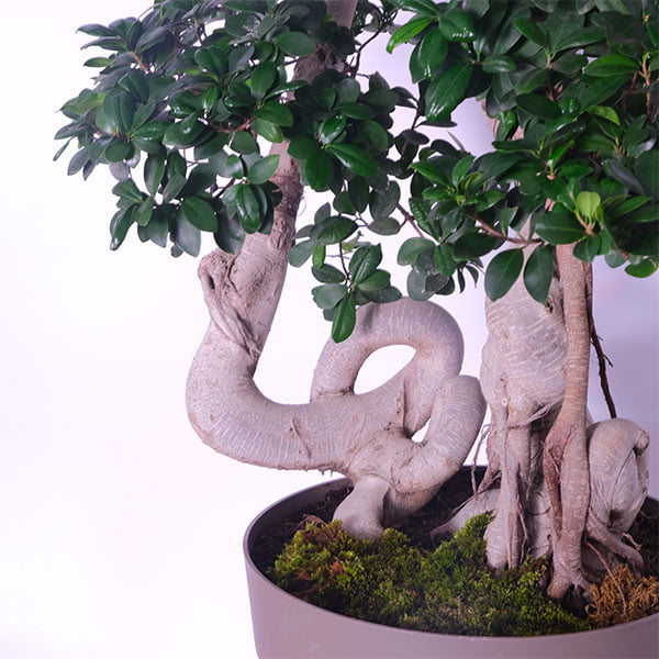 Artful Bonsai