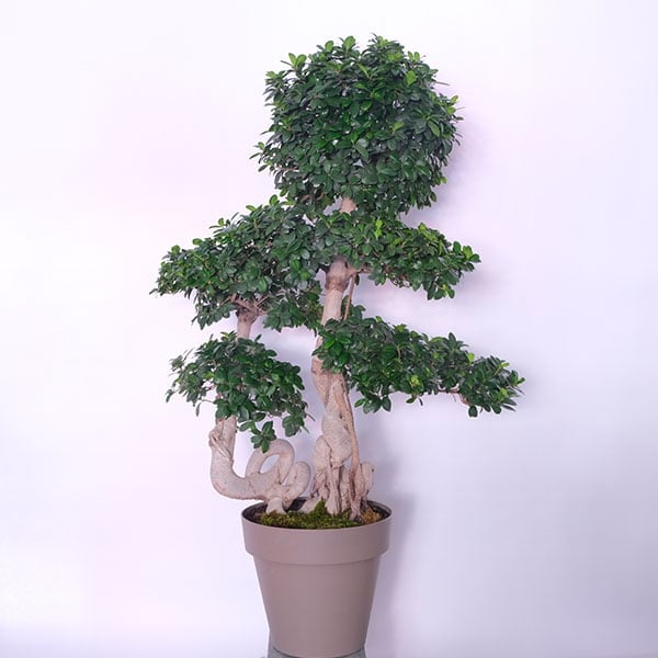 Artful Bonsai