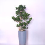 Sculpted Bonsai