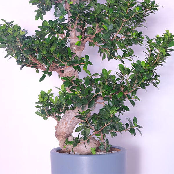 Sculpted Bonsai
