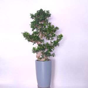 Sculpted Bonsai