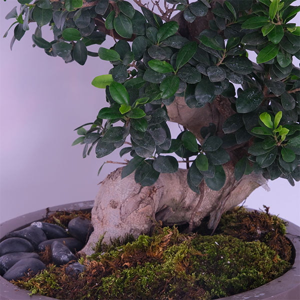 Bonsai Serenity