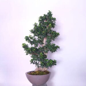 Bonsai Serenity
