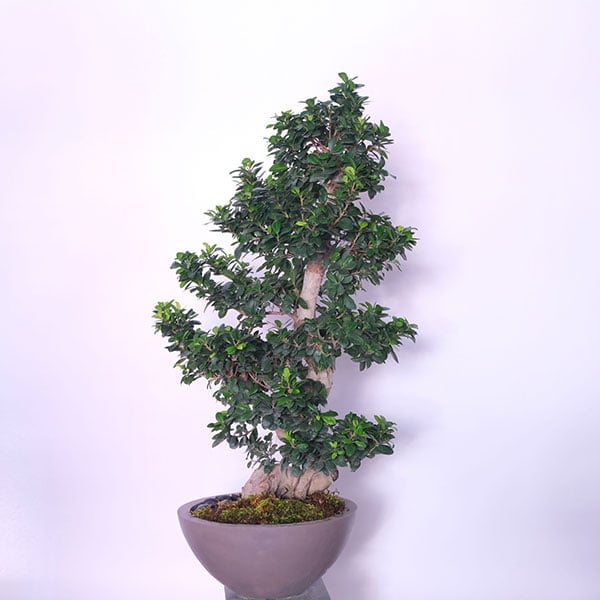 Bonsai Serenity