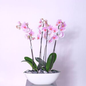 Pink Velvet Orchid