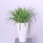 Cascading Spider Plant