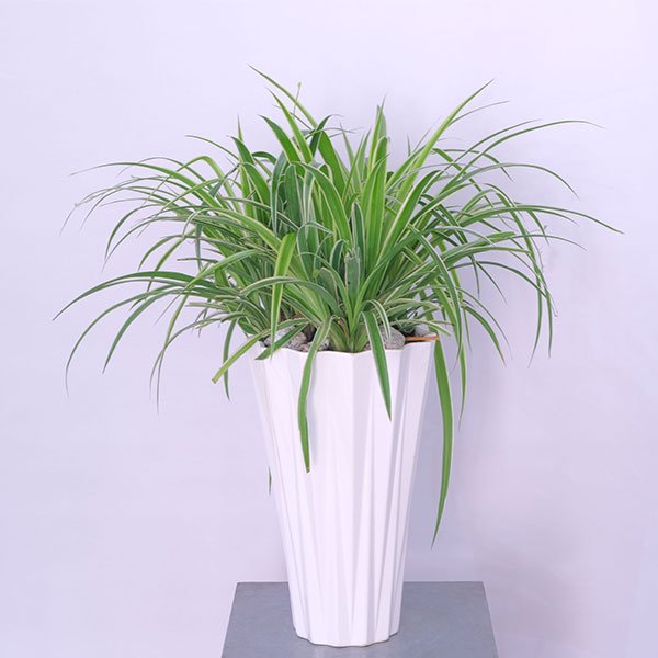 Cascading Spider Plant