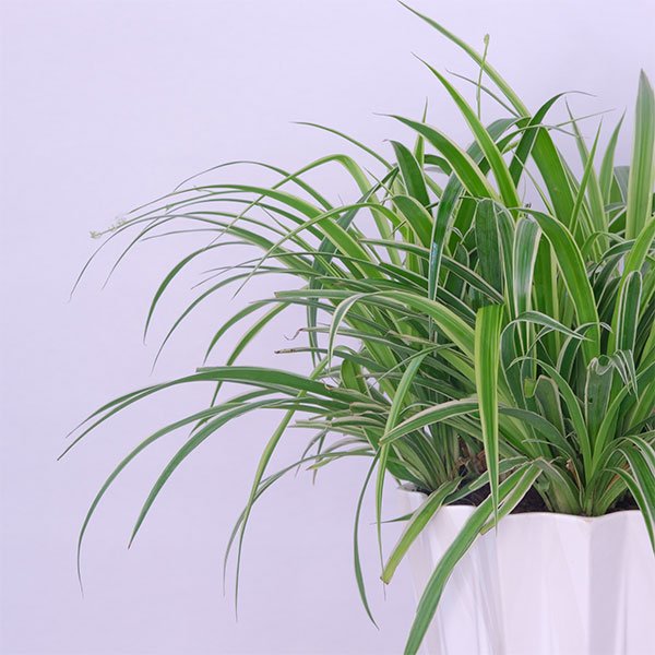 Cascading Spider Plant