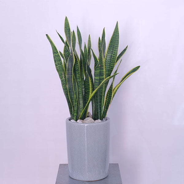Variegated Snake Plant