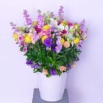 Aurora Arrangement