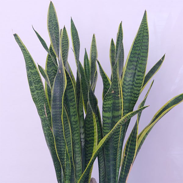 Variegated Snake Plant