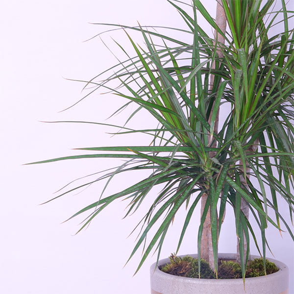 Dracaena Dragon's Plant