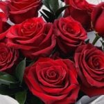 Classic Red Rose