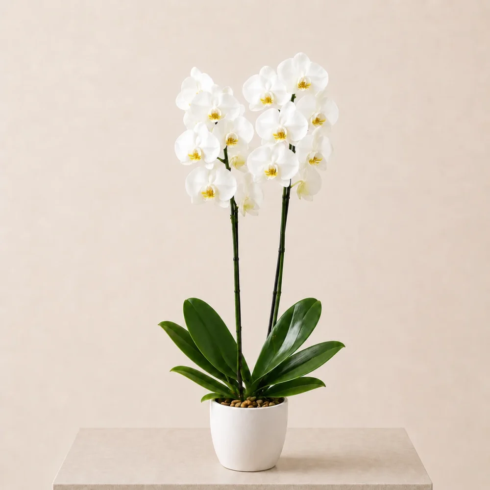 Ivory Orchid
