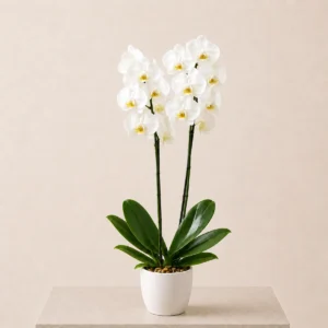 Ivory Orchid