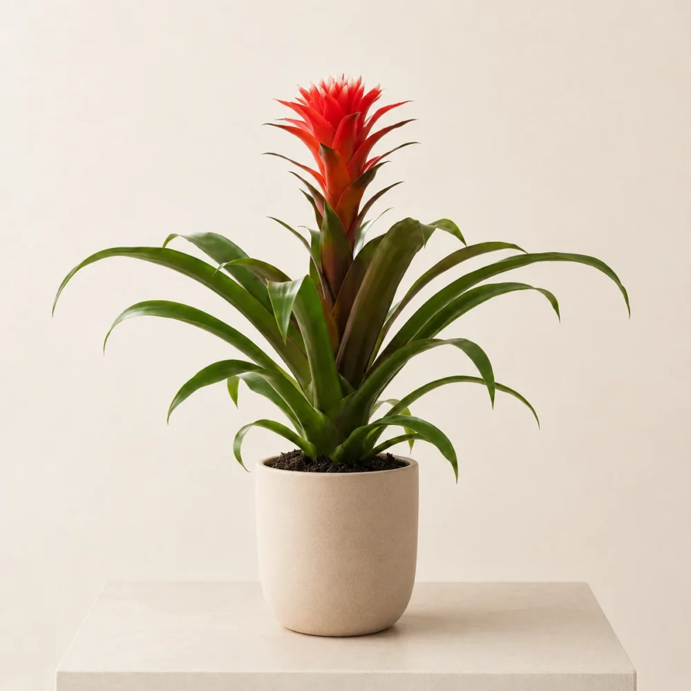 Tropical Flame