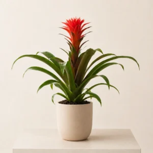 Tropical Flame